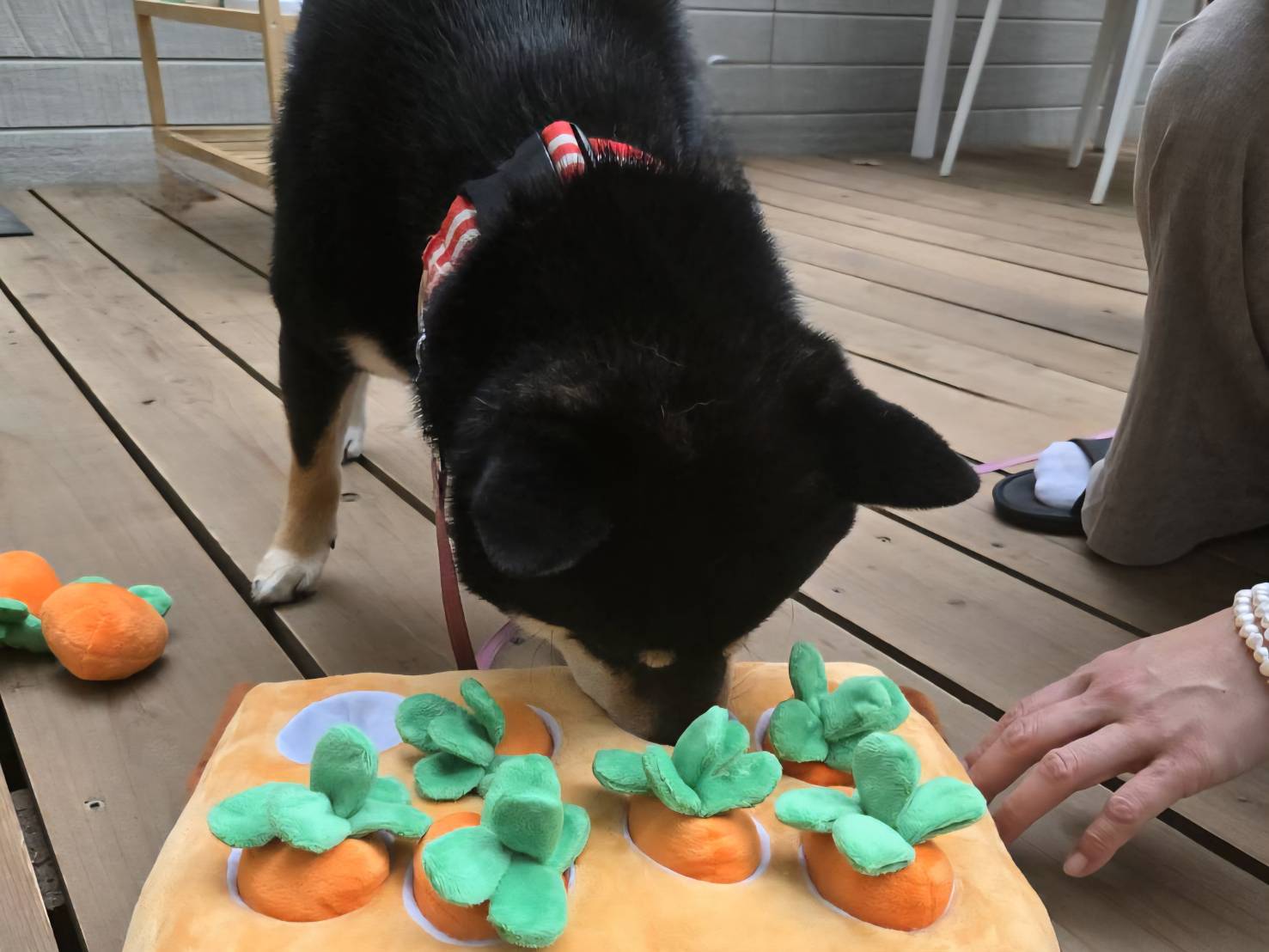 【アクティビティ】 1