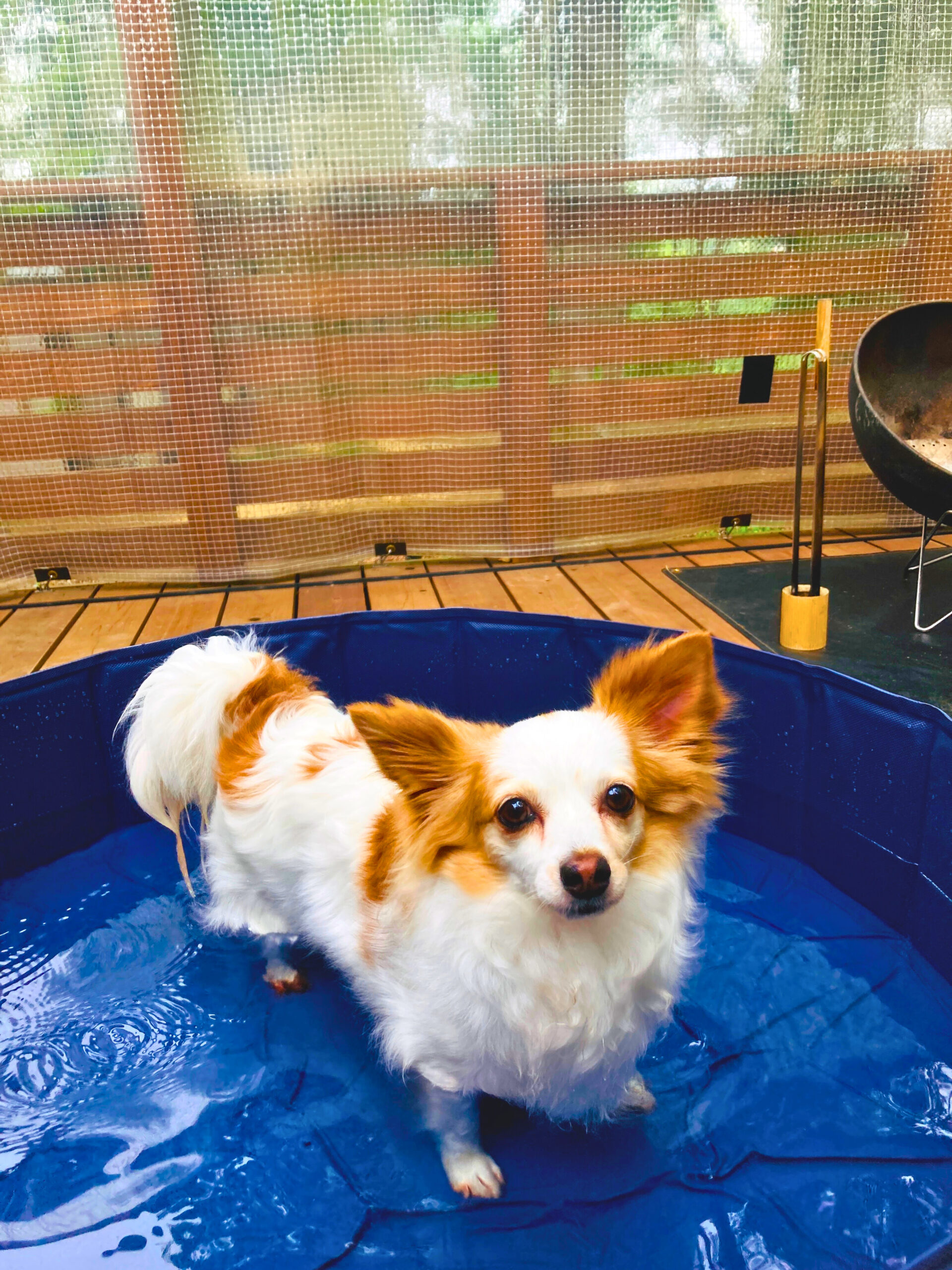 愛犬専用プール