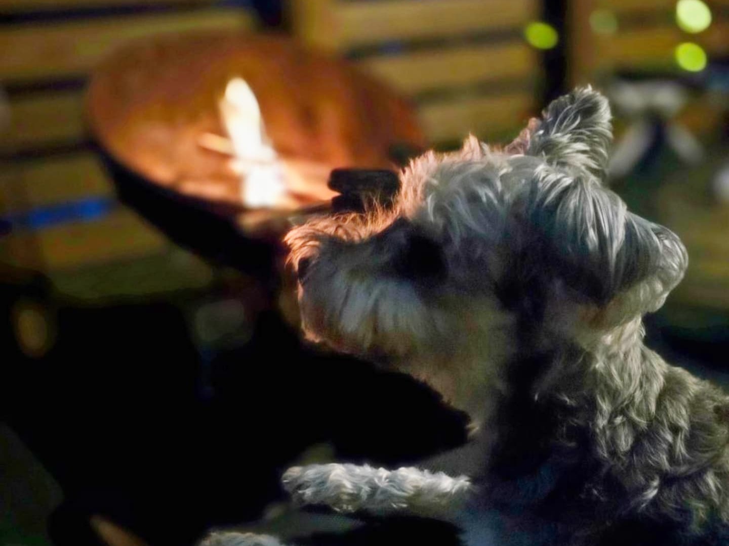 【ディナータイム後】 1